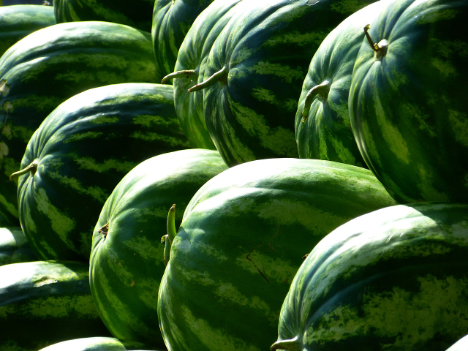 Spanien dominierte auch 2023 den EU-Wassermelonenmarkt, aber hat in 5 Jahren 17,7 % verloren