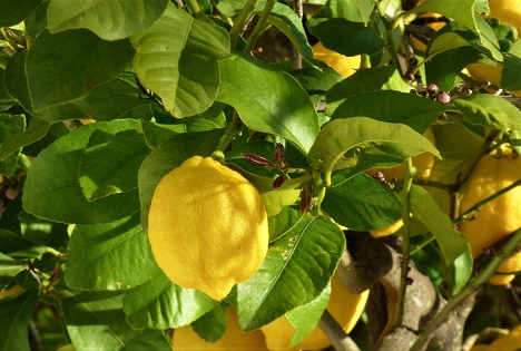 Anbaufläche für andalusische Zitronen verringert – Produktion liegt bei knapp 112.000 Tonnen
