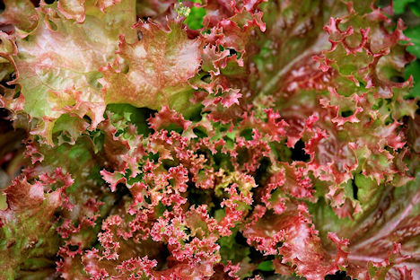 Bunte Salate stammten ausschließlich aus Deutschland