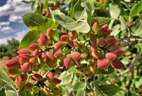 Spanien: Durchschnittlich werden jährlich 8.500 Hektar Pistazienbäume gepflanzt