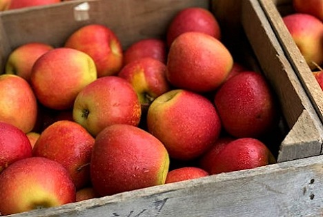 Neue Ernte gewinnt an Bedeutung: Das Angebot an Elstar und verschiedenen Frühäpfeln steigt bei freundlicher Abnahme