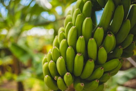 Kameruns Bananenexporte erreichen Allzeithoch