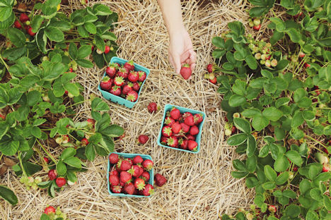 Österreich: Großhandelspreise von Erdbeeren rückläufig, Abgabepreise von Zwiebeln fester