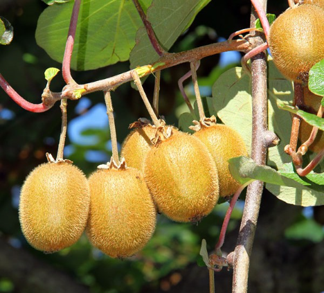 Europa: Unternehmen bilden Konsortium für Export neuer gelber Kiwi-Sorten