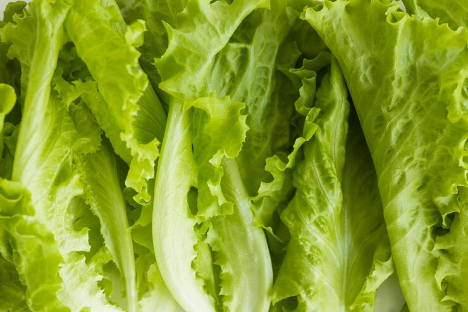 Destatis: Salatanbau auf dem niedrigsten Niveau seit 2012