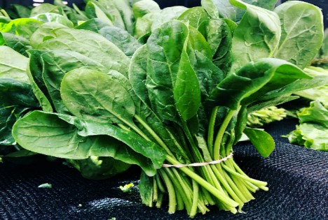 Sachsen-Anhalt: Spinaternte 2025 – Leichter Rückgang bei Anbaufläche und Erntemenge