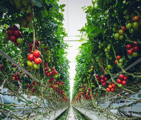In Deutschlands Gewächshäusern machten Tomaten und Salatgurken 83 % der Erntemenge aus