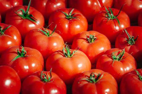FEPEX zu Protestaktionen in Frankreich gegen Import marokkanischer Tomaten mit Wertanstieg von 27,5 %