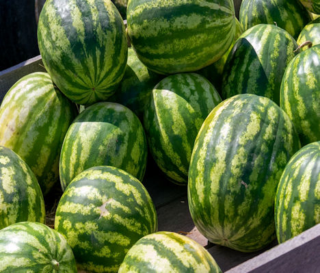 Wassermelonen