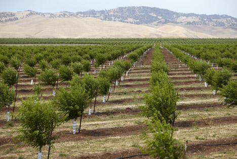 Almond Board of California © ABC  young almond trees