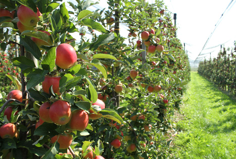 Apfelplantage Bodensee © BayWa AG