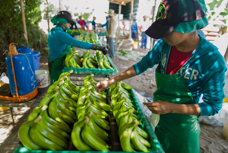 Fairtrade-Bananen Plantage Foto © TransFair eV _Santiago Engelhardt 