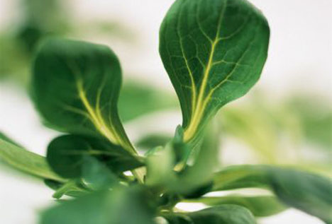 Flandria Gemüse des Monats März: Feldsalat