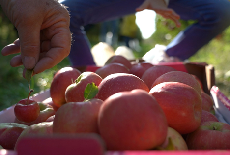 Pink Lady Äpfel – Ernte 2020 schon Ende Oktober