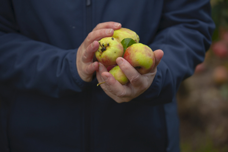 Zero Waste bei Pink Lady heißt, dass alle Früchte verwertet werden. Quelle: Pink Lady Europe / Moissac