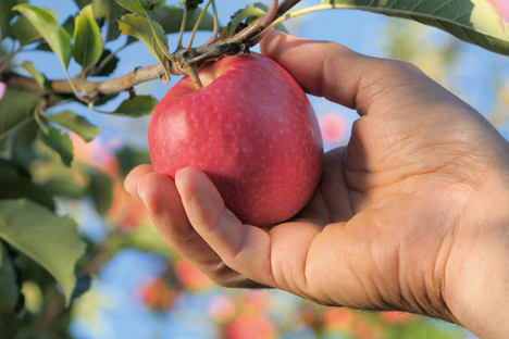 Pink Lady® setzt sein dynamisches Wachstum fort