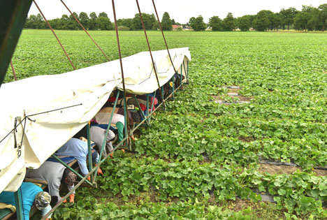 Gurken werden handverlesen. Foto © Spreewaldverein e.V.