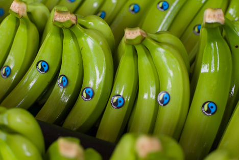 Transfair eV Fairtrade-Bananen Fotograf © Santiago Engelhardt