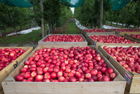 Turners & Growers Äpfel in Transportkisten 2018 Foto © BayWa AG