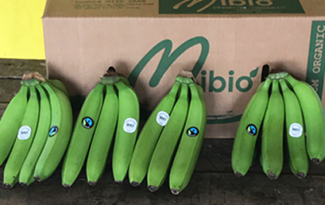 Premium-Bio-Bananenmarke Mibio nun für Lieferung in Europa verfügbar