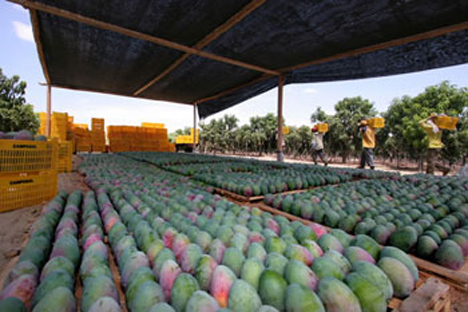 Peru: Camposol verkauft laut Finanzergebnissen für Q1 2020 mehr Mangos und Trauben