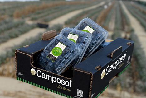 Peru: Camposols Umsatz vor allem durch Blaubeeren um 8,9% gestiegen