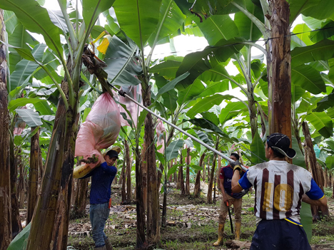 Bananen Ecuador ASOGUABO. Foto © FAIRTRADE Österreich