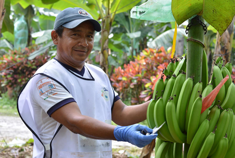 Bananen Ecuador ASOGUABO. Foto © FAIRTRADE Österreich