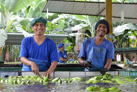 Bananen Ecuador ASOGUABO. Foto © FAIRTRADE Österreich