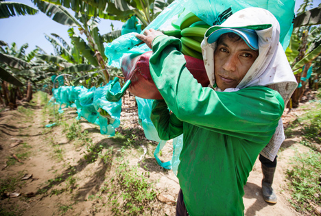 Foto © fairtrade producent peru hawkey_bananas Foto © TransFair eV Sean Hawkey