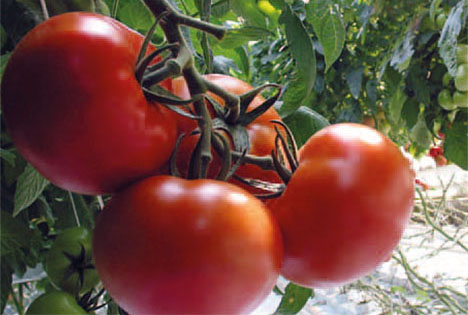 Flandria Gemüse des Monats Mai: Tomaten