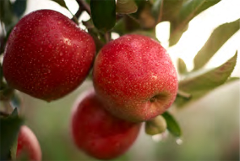 Apfel Fräulein Deutsches Obstsortenkonsortium GmbH neue Marke  2019