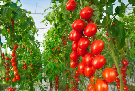 Datterino tomaten im Gewächshaus. Foto © Syngenta Group