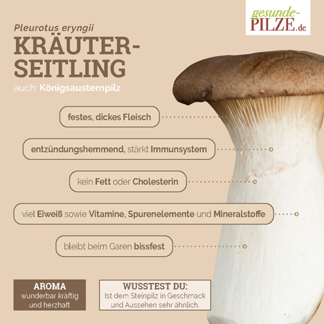 Kräuterseitling hautnah – neue Infografik. Foto © BDC/intention werbeagentur GmbH