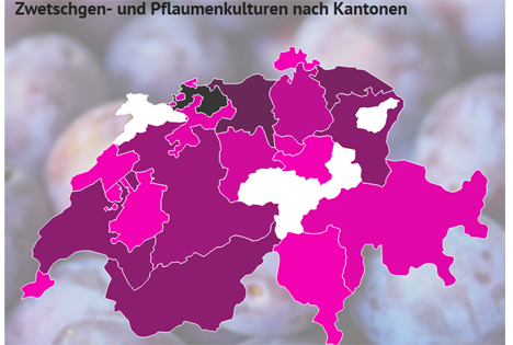 Infografik: Zwetschgen- und Pflaumenanbau in der Schweiz 2018