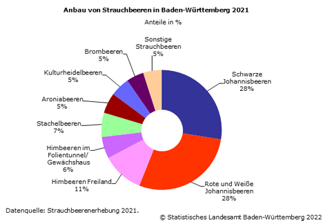 Grafik: Anbau von Strauchbeeren in Baden-Württemberg 2021. Foto © Statistisches Landesamt Baden-Württemberg