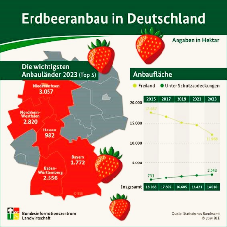 Deutlicher Rückgang der Erdbeer-Anbaufläche in Deutschland