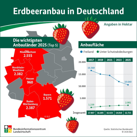 Erdbeeranbau 2025: Anbaufläche in den vergangenen Jahren deutlich zurückgegangen