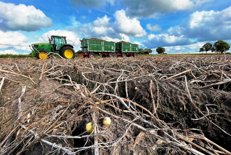 Kartoffelland Niedersachsen: Wenn der Erfolg zum Problem wird