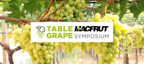 Macfrut Table Grape Symposium: Das Wort der Global Player der Tafeltrauben
