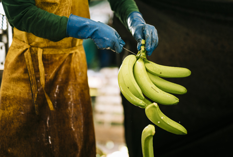 Bananen werden für den Transport vorbereitet. Foto © Fairtrade | Christoph Köstlin