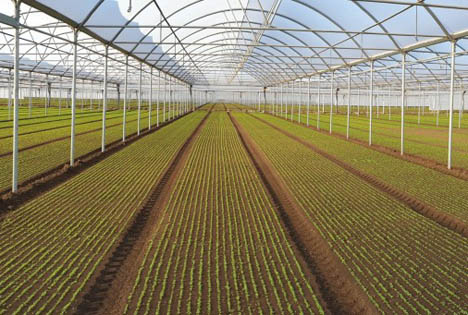 Im Spotlight: Alma Seges - Mit neuen Anbaumethoden Pestizideinsatz reduzieren