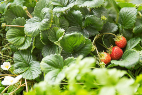 Vera Berry von Netled ermöglicht den vertikalen Anbau von Erdbeeren. Foto © Netled