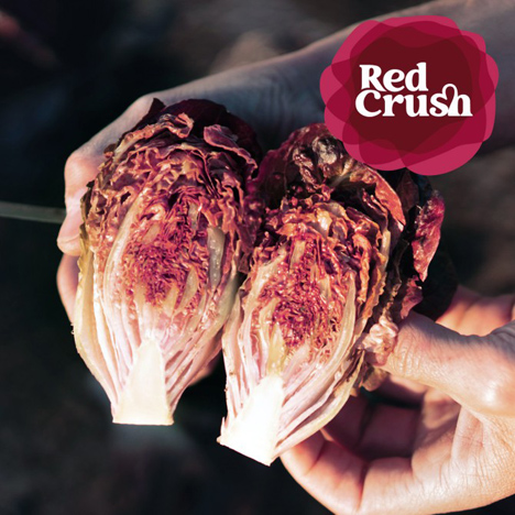 Red Crush® Foto © Gautier Semences