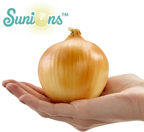Sunions™ Foto © BASF Vegetable Seeds Business