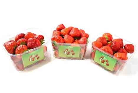 Fruit Logistica 2022 Spotlight: Ein Bett für Beeren