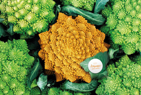 Fruit Logistica: Fokus auf die Nominierten des Innovation Awards 2022 - Amoresco®