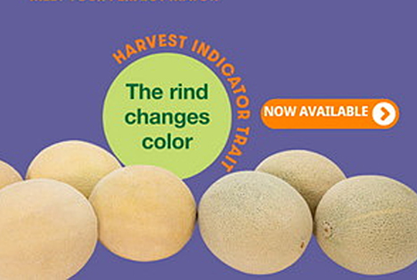 Spotlights 2023: Schlaue Schale - Neue IDEAL Melons von Syngenta