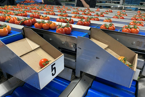Strauchtomaten, die Sorma Group präsentiert auf der Fruit Logistica eine neue Wiegemaschine