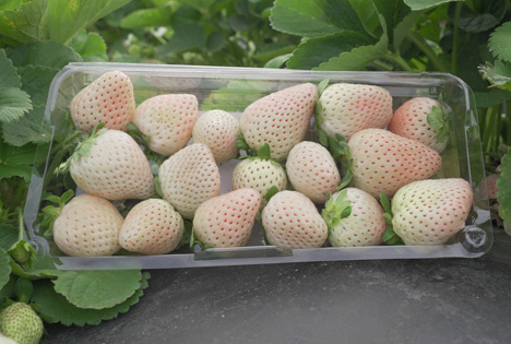 Spotlights 2023: Die Neuheiten der Fruit Logistica schon jetzt entdecken
